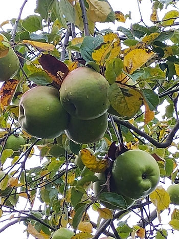 Un grupo de manzanas tardías que cuelgan de una rama frondosa, con la piel verde bronceada y ligeramente rojiza, contra un pálido cielo otoñal.
